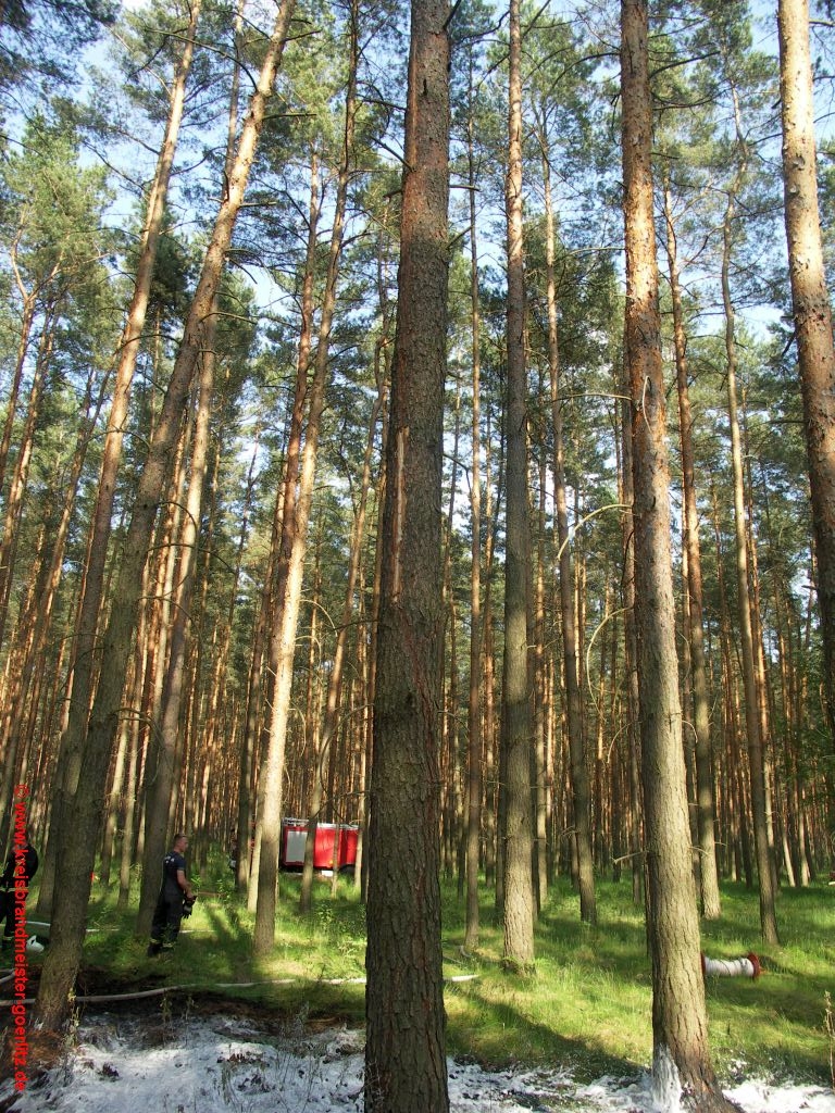 Blitzschlag löst Waldbrand aus